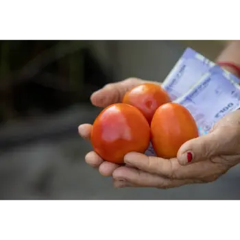 Fresh Tomato 